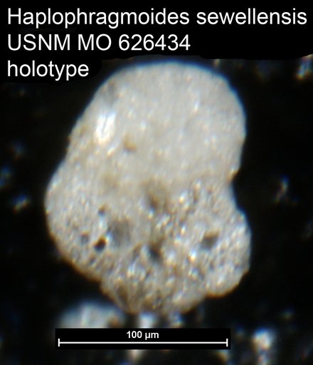 Haplophragmoides sewellensis Olsson, 1960