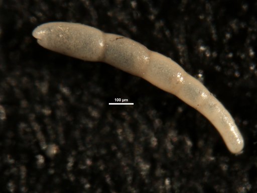 Nodosarella monmouthensis Olsson, 1960