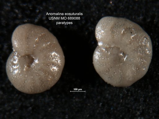 Anomalina eosuturalis Finlay, 1940