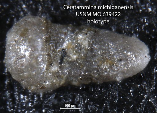 Ceratammina michiganensis Conkin et al., 1963