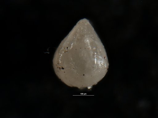 Robulus ponderosus Israelsky, 1955