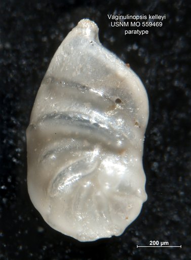 Vaginulinopsis kelleyi Martin, 1943