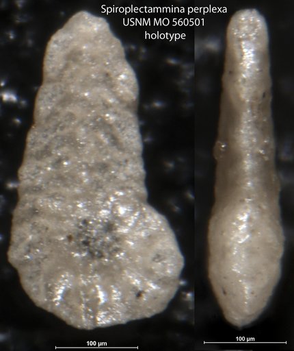 Spiroplectammina perplexa Israelsky, 1951