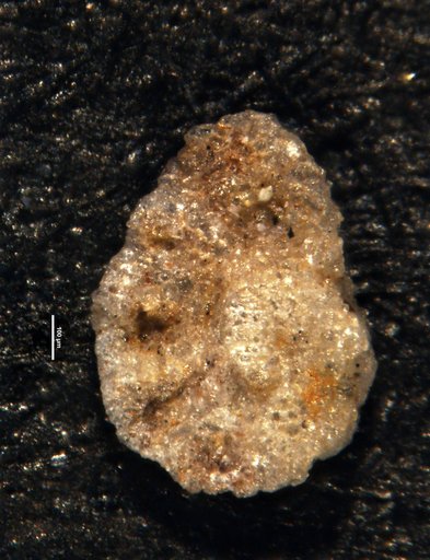 Ammobaculites khargensis Nakkady & Talaat, 1959