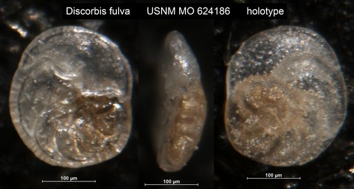 Discorbis fulva Todd, 1957