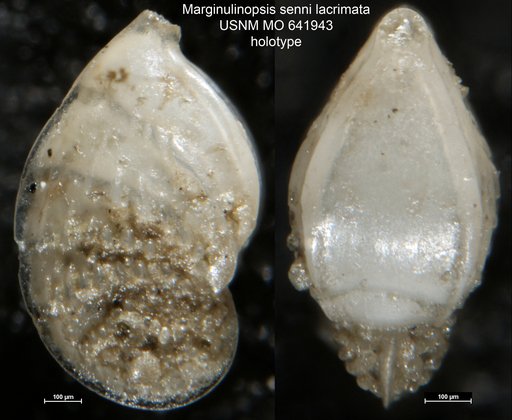 Marginulinopsis senni lacrimata Akers & Dorman, 1964