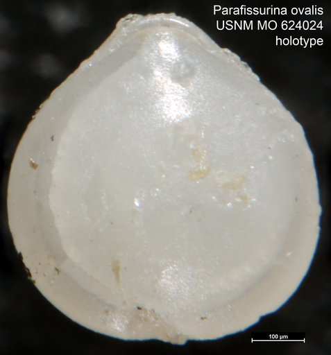 Parafissurina ovalis Todd, 1957