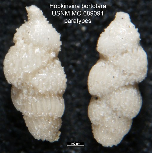 Hopkinsina bortotara Finlay, 1939