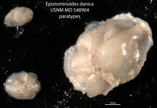 Epistominoides danica Troelsen, 1954