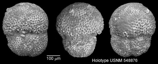 Globigerinoides bisphericus Todd, 1954