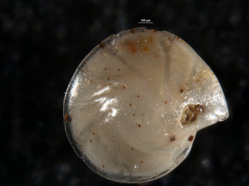 Robulus mundialis Israelsky, 1955
