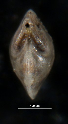 Robulus remissus Israelsky, 1955