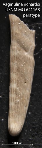 Vaginulina richardsi McLean, 1963