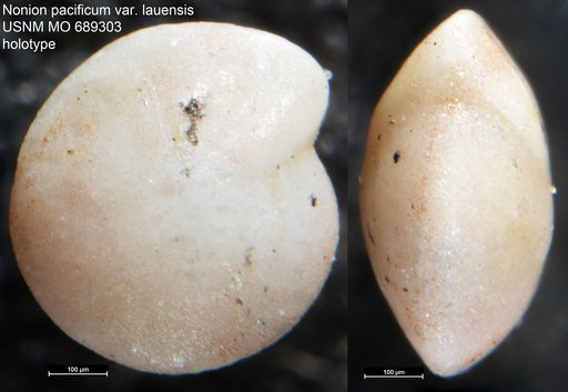 Nonion pacificum var. lauensis Kleinpell, 1954