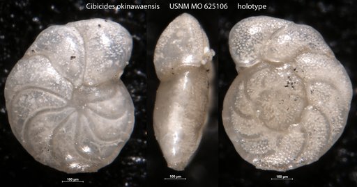 Cibicides okinawaenis Leroy, 1964