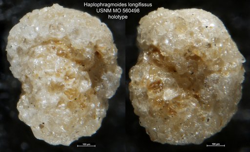 Haplophragmoides longifissus Israelsky, 1951