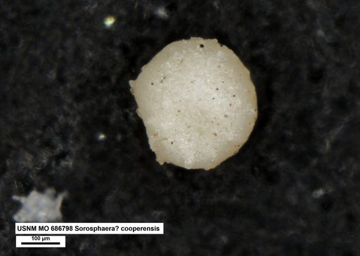 Sorosphaera ? cooperensis Conkin et al., 1968