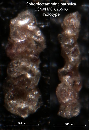 Spiroplectammina bathyica Uchio, 1960