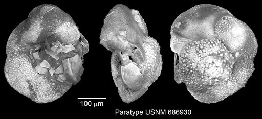 Globorotalia cavernula Be, 1967