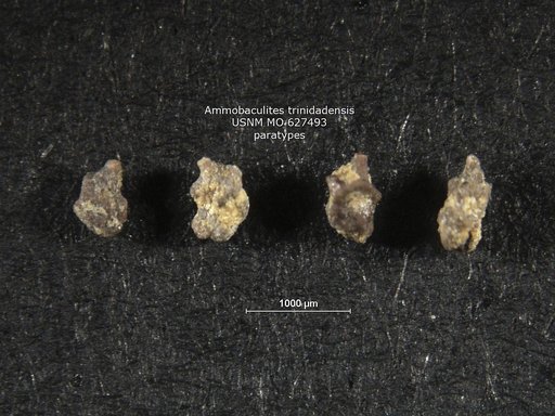 Ammobaculites trinidadensis Bartenstein et al., 1957
