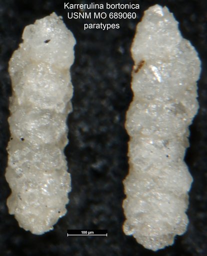 Karrerulina bortonica Finlay, 1940
