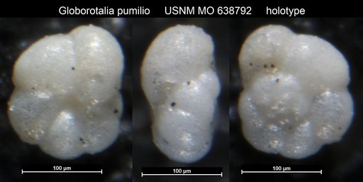 Globorotalia pumilio Parker, 1962