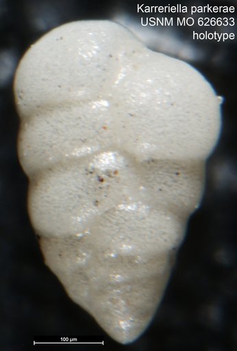 Karreriella parkerae Uchio, 1960