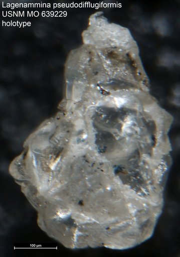 Lagenammina pseudodifflugiformis Nogan, 1964
