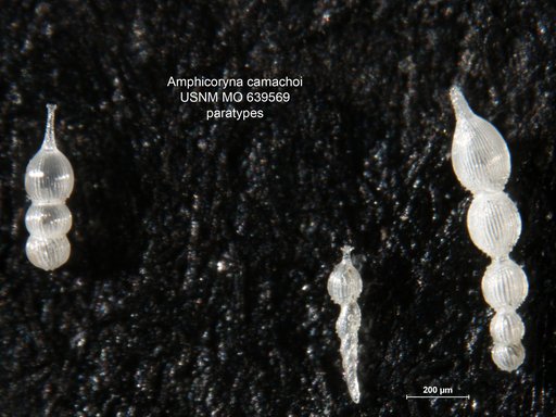 Amphicoryna camachoi Andersen, 1961