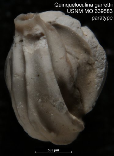 Quinqueloculina garrettii Andersen, 1961