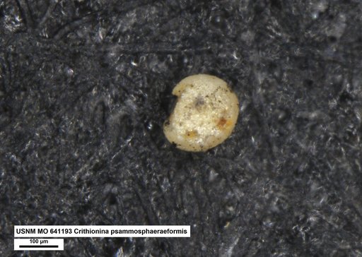Crithionina psammosphaeraeformis Conkin & Conkin, 1964