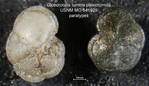 Globorotalia (Globorotalia) tumida plesiotumida Blow & Banner, 1965