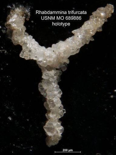 Rhabdammina trifurcata Moreman, 1933