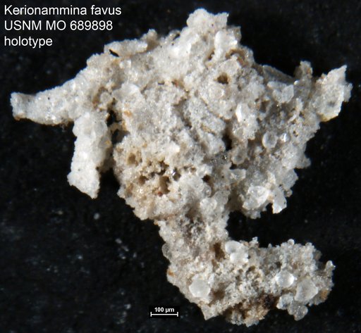 Kerionammina favus Moreman, 1933