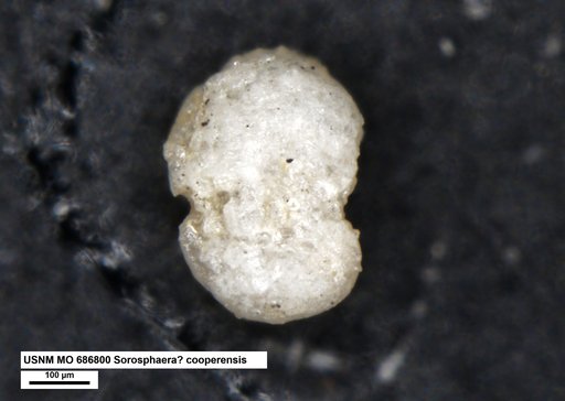 Sorosphaera ? cooperensis Conkin et al., 1968