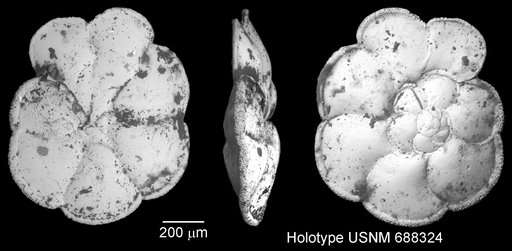 Globorotalia pertenuis Beard, 1969