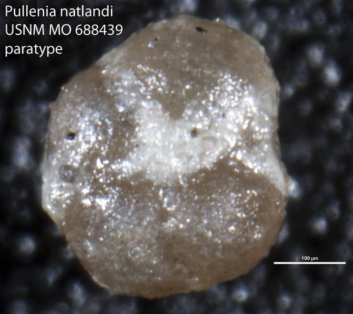 Pullenia natlandi Cañón & Ernst, 1974