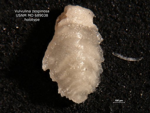 Vulvulina zespinosa Finlay, 1947