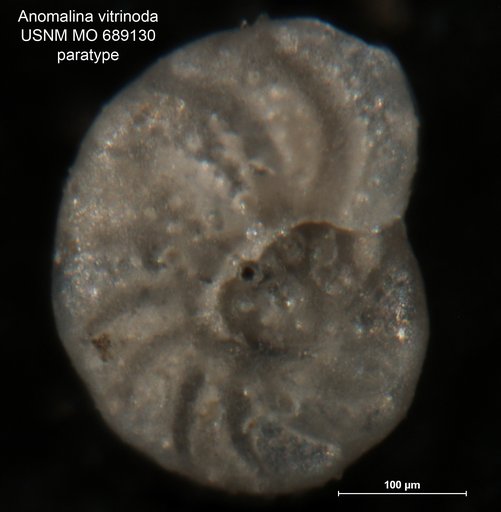 Anomalina vitrinoda Finlay, 1940