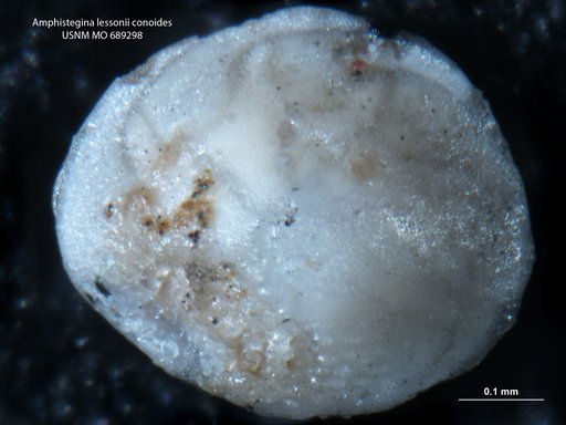 Amphistegina lessonii var. conoides Kleinpell, 1954