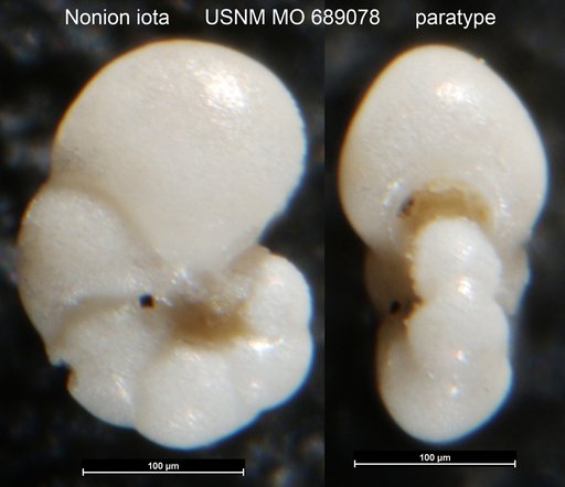 Nonion iota Finlay, 1940