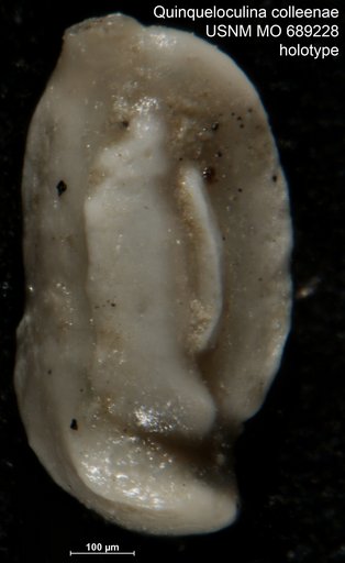 Quinqueloculina (Lachlanella) colleenae Vella, 1957