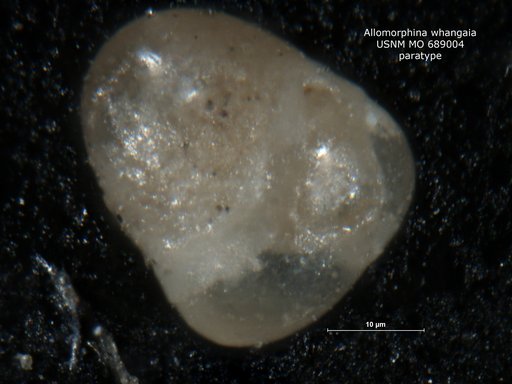 Allomorphina whangaia Finlay, 1940