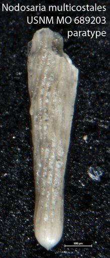 Nodosaria multicostales Finlay, 1840