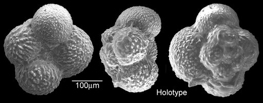 Rugoglobigerina tradinghousensis Pessagno, 1967