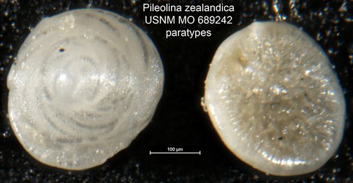 Pileolina zealandica Vella, 1957