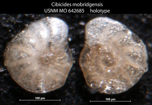 Cibicides mobridgensis Mello, 1969