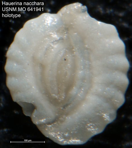 Hauerina nacchara Akers & Dorman, 1964