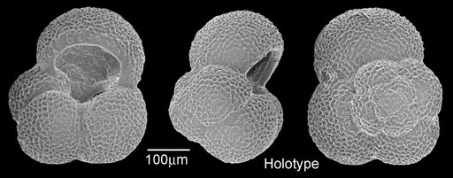 Globigerina riveroae Bolli & Bermúdez, 1965