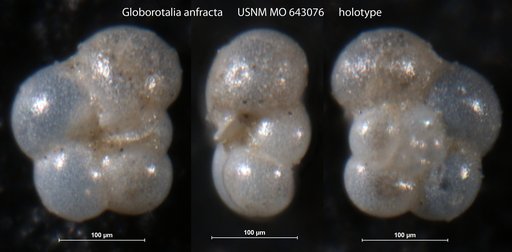 Globorotalia anfracta Parker, 1967